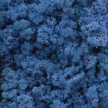 Licheni natural 500gr albastru royal