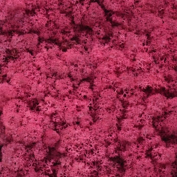 Licheni natural 500gr erica siclam