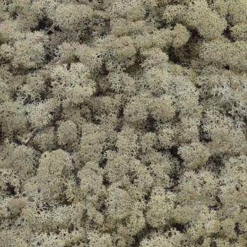 Licheni natural 500gr gri deschis AFO