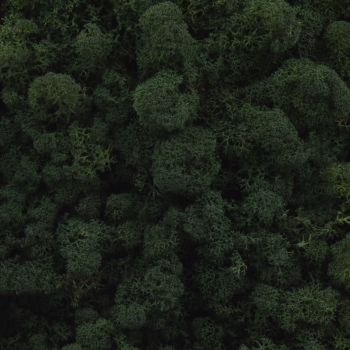Licheni natural 500gr verde pin inchis