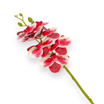 Fir orhidee siliconata Moth roșu inchis crem
