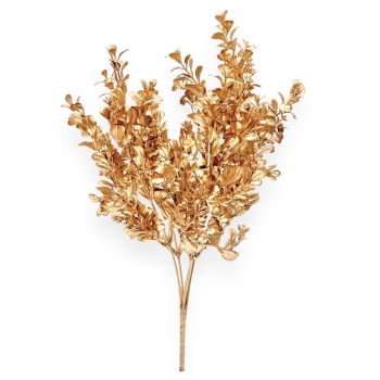 Crenguta 5 fire buxifolium si coleonema gold